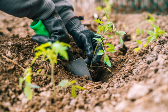 Anonymous gardener in gloves planting green seedlings in garden