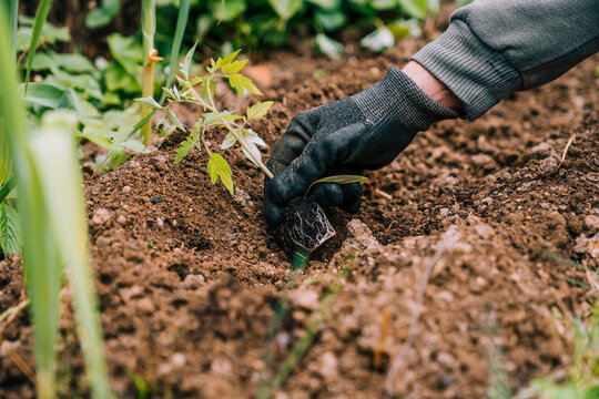 Anonymous gardener in gloves planting green seedlings in garden