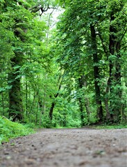 las, ścieżka w lesie, droga w lesie, droga w parku, forest