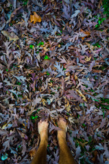 Violet leaves in the woods