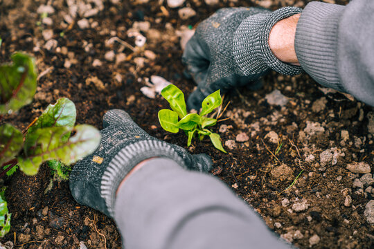 Unrecognizable crop gardener in gloves and workwear planting green seedlings in fresh soil in backyard in countryside near