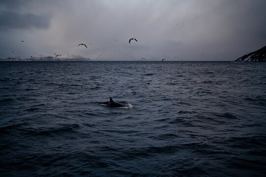 High angle of lonely black whale swimming in troubled sea water and birds flying in gray cloudy sky against snowy mountain shoreline in winter in Norway