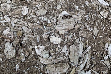 kora, pień, faktura, tło © Pawel