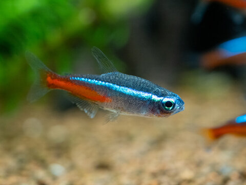 neon tetra (Paracheirodon innesi) isolated on a fish tank with blurred background
