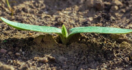 Growing young green squash seedling sprouts in cultivated agricultural farm field. Young life