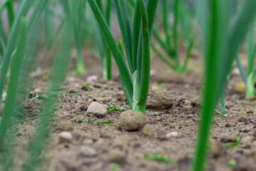 close-up of onion plantation after the watering