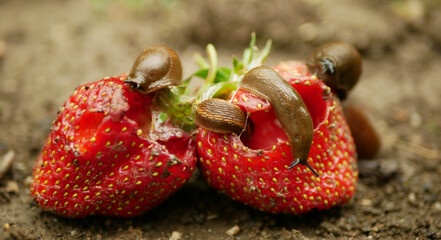 Spanish slug pest Arion vulgaris snail parasitizes on strawberry moves garden field, eating ripe fruit plant crops, moving invasive brownish dangerous agriculture, farming farm, poison pesticides - Powered by Adobe