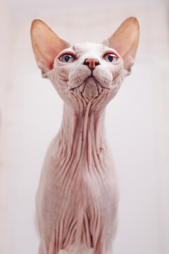 Alert aggressive purebred Sphynx cat prepared for attack looking away in light room