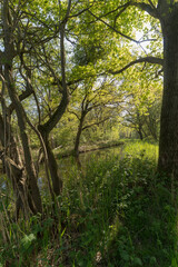 Nature Reserve The Ankeveense Plassen in April 2020