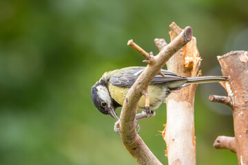 white tailed tit on branch