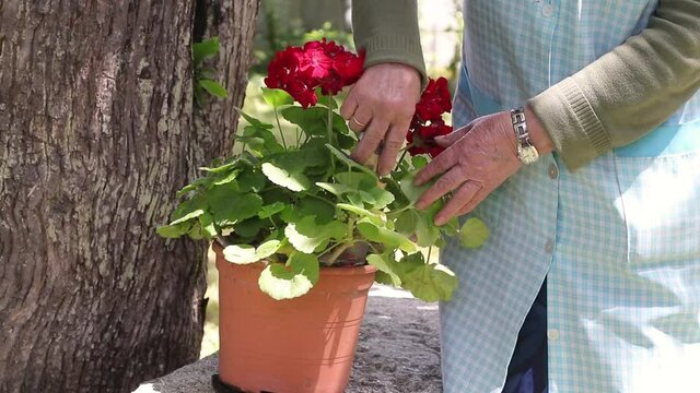 woman with potted plant, gardening