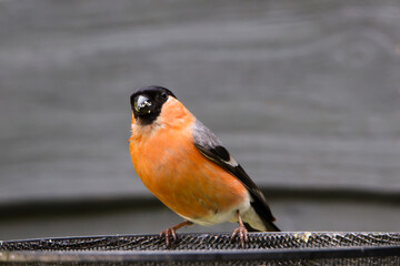 bullfinch on a branch