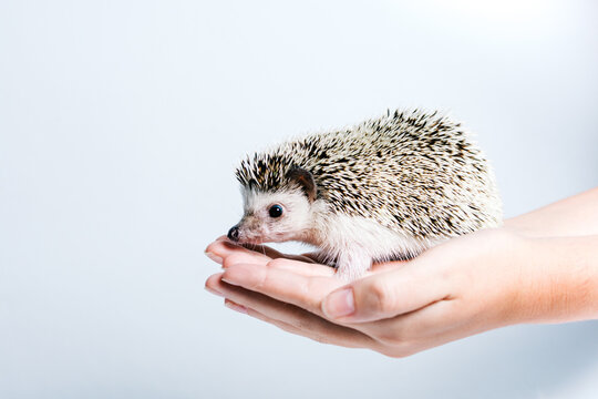 Side view of crop anonymous person holding cute little hedgehog in hands against white background