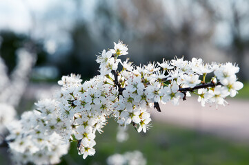 Hawthorn flowers branch in the foreground, isolated on a natural background.