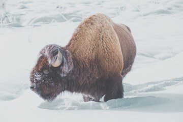 Bison on snow during winter season in Yellowstone National Park