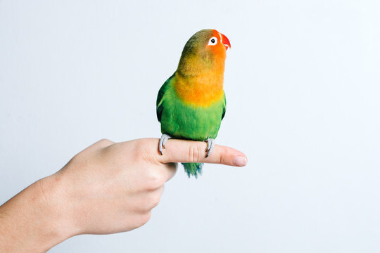 Crop anonymous female holding cute small colorful lovebird parrot against white background