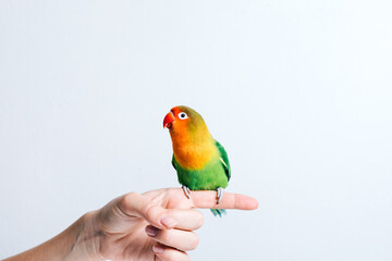 Crop anonymous female holding cute small colorful lovebird parrot against white background