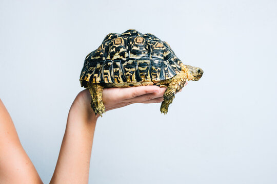 Adorable little turtle held by crop anonymous person on white background