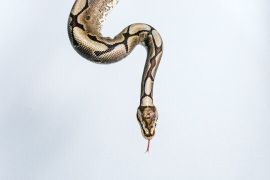 Snake wrapped around white wall