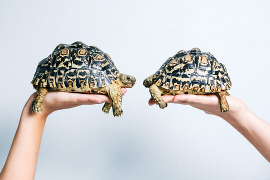Pair of adorable little turtles held by crop anonymous persons on white background
