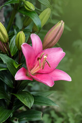 Fototapeta na wymiar Pink lily flower. Beautiful lily flower in the garden. Lily Lilium hybrids flower.