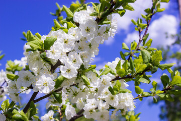 Flowering plum branch, spring fresh background