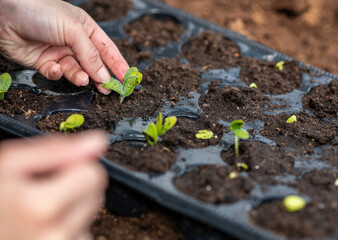 A farmer/greenhouse worker planting their plants