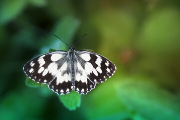 Fototapeta na wymiar A butterfly with an unmistakable design forming a black cross-linkage on a white, checkered, black and white background, the Melanargia galathea is a unique butterfly.