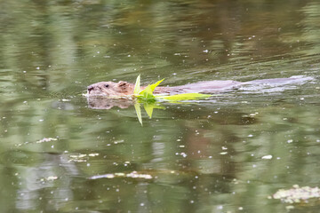 Beaver swimming with tree branch