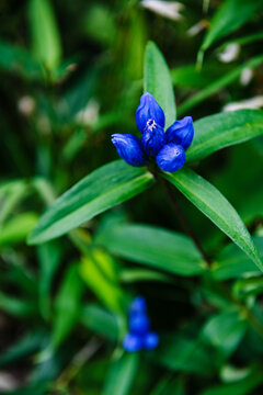 Wolf's bane flower, Kamikawa, Hokkaidō, Hokkaido, Japan, Asia