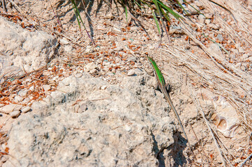 green lizard on a background of stones and earth is warming in the sun.