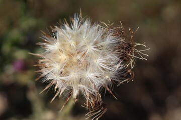 Fototapeta premium dandelion seed head