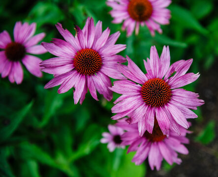 Purple coneflower, Echinacea purpurea, Kamikawa, Hokkaidō, Hokkaido, Japan, Asia