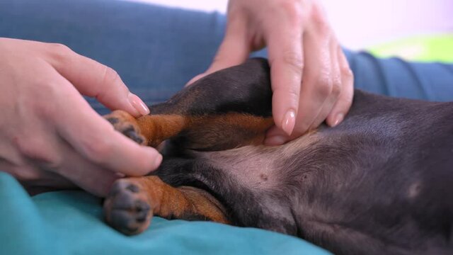The owner at home makes massage of the hind paw muscles of  dachshund after rehabilitation or prophylaxis of the animal discopathy. Pet care and treatment concept.