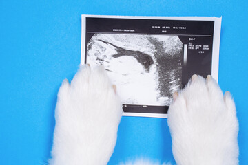 Close up top view on the fluffy white paws of a dog that is holding a x-ray. Pregnancy and pet health concept.