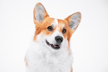 Adorable ginger and white Welsh Corgi Pembroke on empty background. Close up portrait of smiling dog with pretty face expression. Studio, copy space.