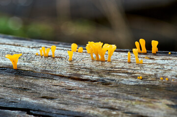 A macro image of Fan-shaped Jelly-fungus(Dacryopinax spathularia), growing out of a dead fallen tree trunk, in the afternoon sunlight.