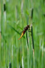beautiful yellow dragonfly on the ear close-up