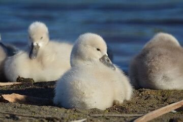 Fototapeta premium Baby Mute Swan cygnet 