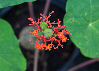 red and yellow flower
