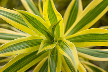 Obraz premium close up of aloe vera plant