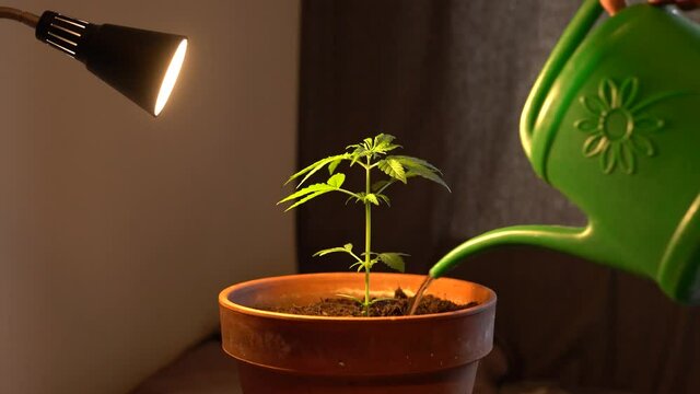 Anonymous man maintaining home grown cannabis plant,  watering cannabis plant, cultivation.