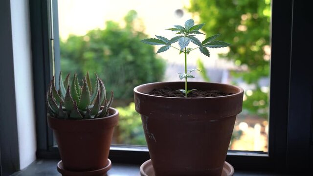 homegrown cannabis plant cultivation in red pot standing near the window recreational