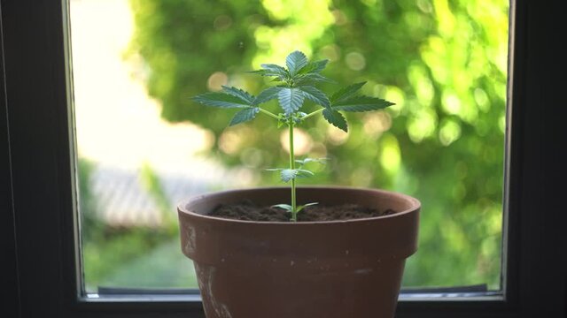 Homegrown cannabis plant cultivation standing near the window recreational, small plant bokeh