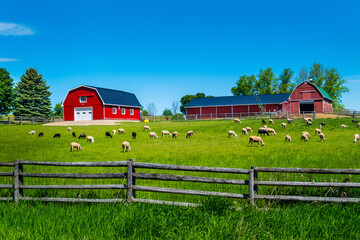red barn in a farm field with many sheep grazing, agriculture countryside landscape 