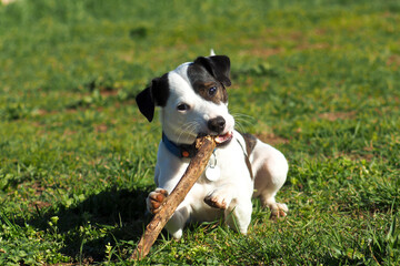 Jack Russell Terrier
