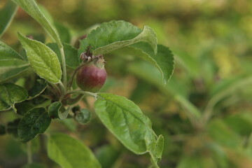 a young Apple blossomed on the tr