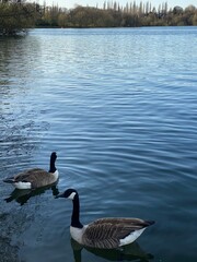 Obraz premium ducks on the lake