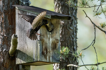 Starling feed the nestling deep in the throat