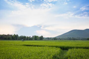 Fototapeta premium The rice fields in the countryside, Chiang Mai Thailand